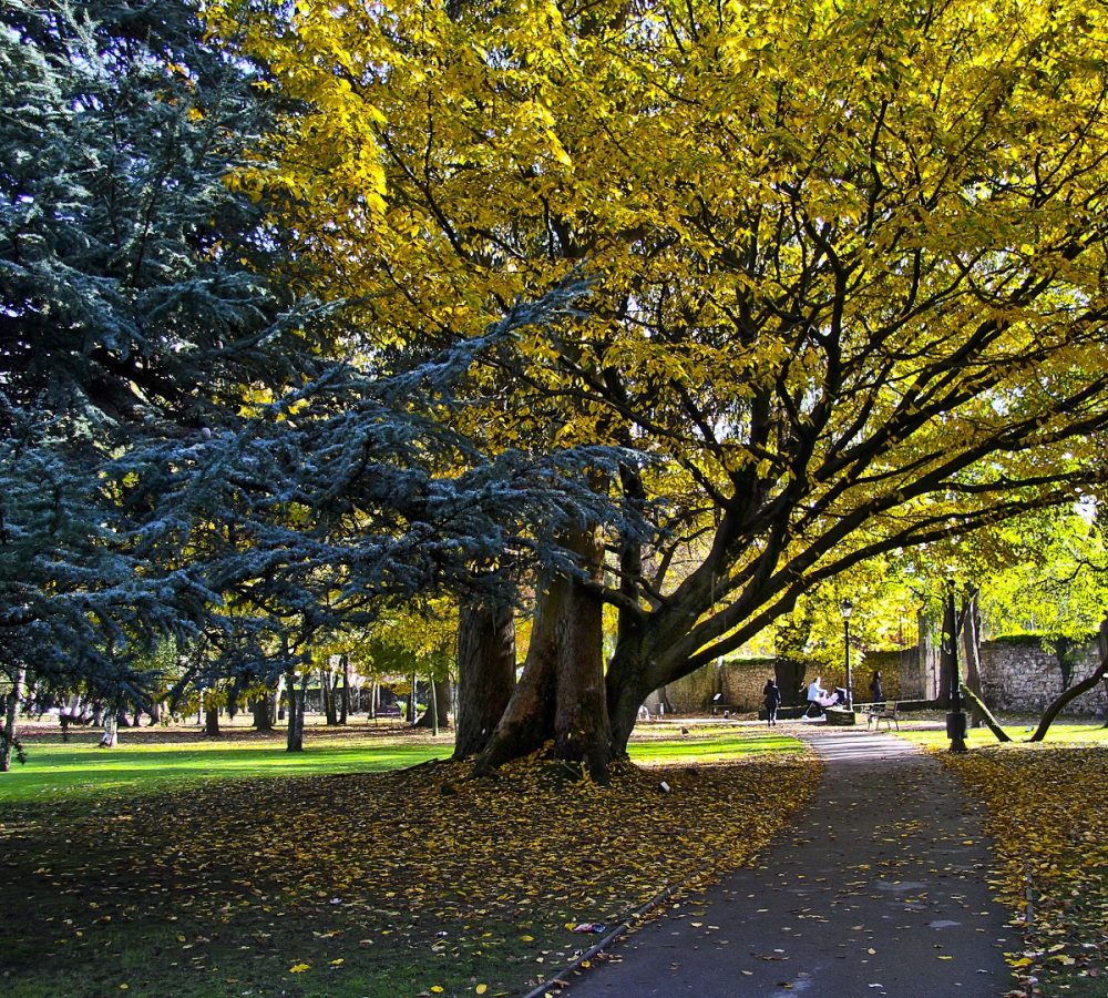 Paseo rodeado de naturaleza.